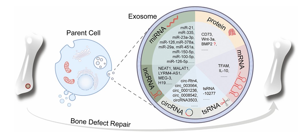 Fig.1 Exosomal cargos promoting bone regeneration.