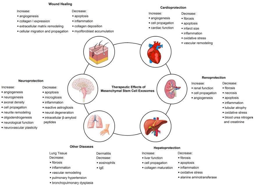 Fig.3 Regenerative impact of MSC-derived exosomes in preclinical disease models.