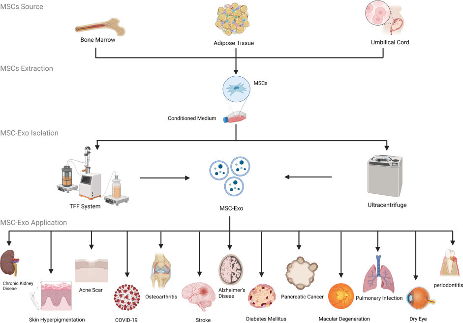 Beneficial effects of MSC-exos. (Lotfy, et al., 2023) (OA Literature)