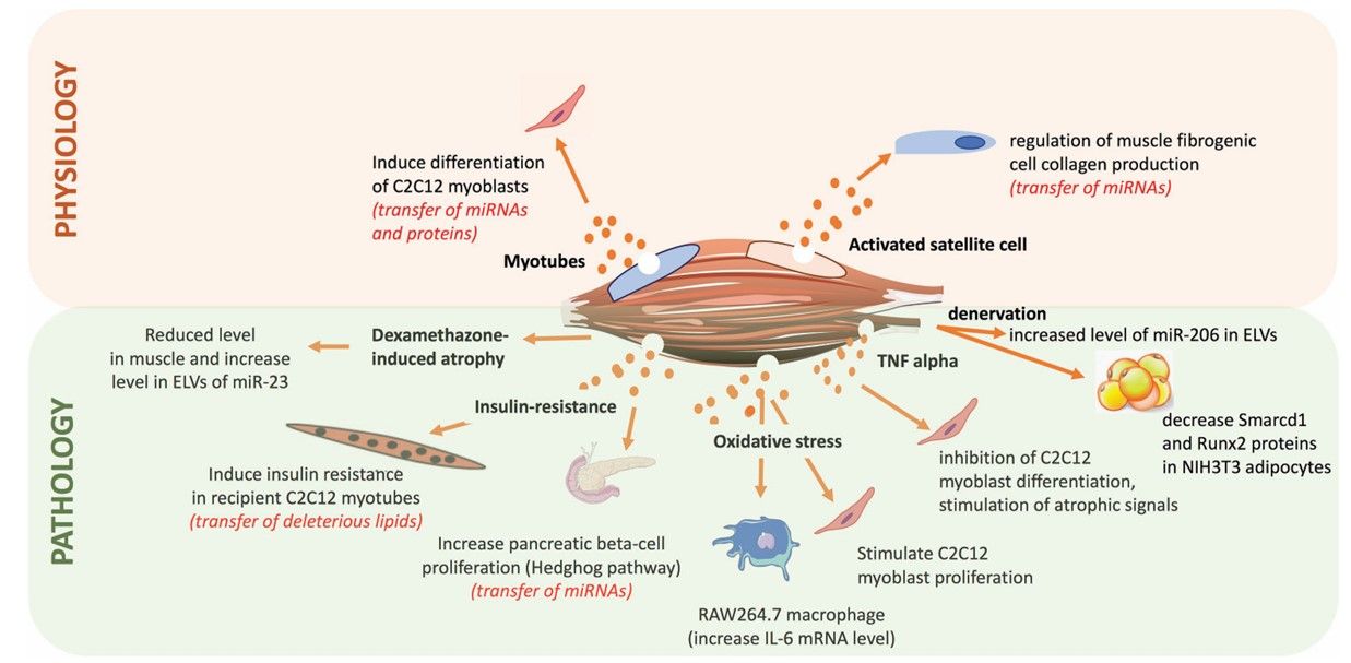 Fig.1 Skeletal muscle cell derived exosome-like vesicles. (Rome, et al., 2019)