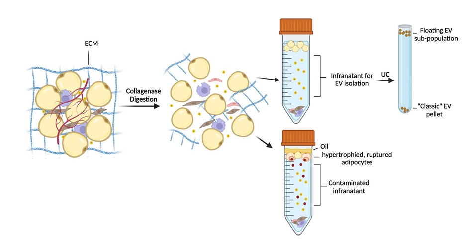 Fig.1 Challenges in isolating EVs. (Crewe, 2022)