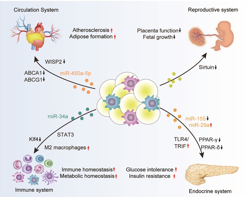 Fig.2 Role of adipose-derived exosomes. (Liu, et al., 2021)