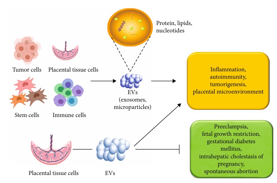 Fig.2 Exosomes in placenta function and pregnancy disorders. (Wang, et al., 2021)