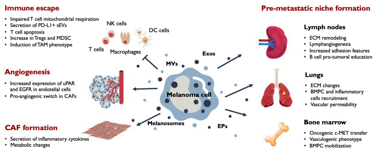 Fig.1 EV Release Impacts on Melanoma Development. (Benito-Martín, Miriam & Susana, 2023) (OA Literature)