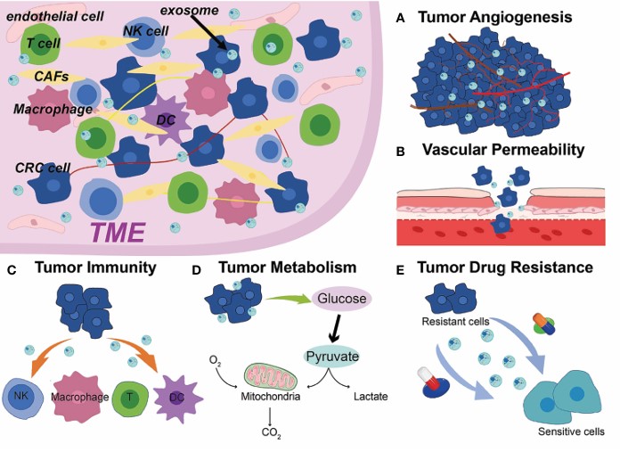 Fig.1 Exosomal ncRNAs involved in the TME of CRC. (Chen, et al., 2022) (OA Literature)