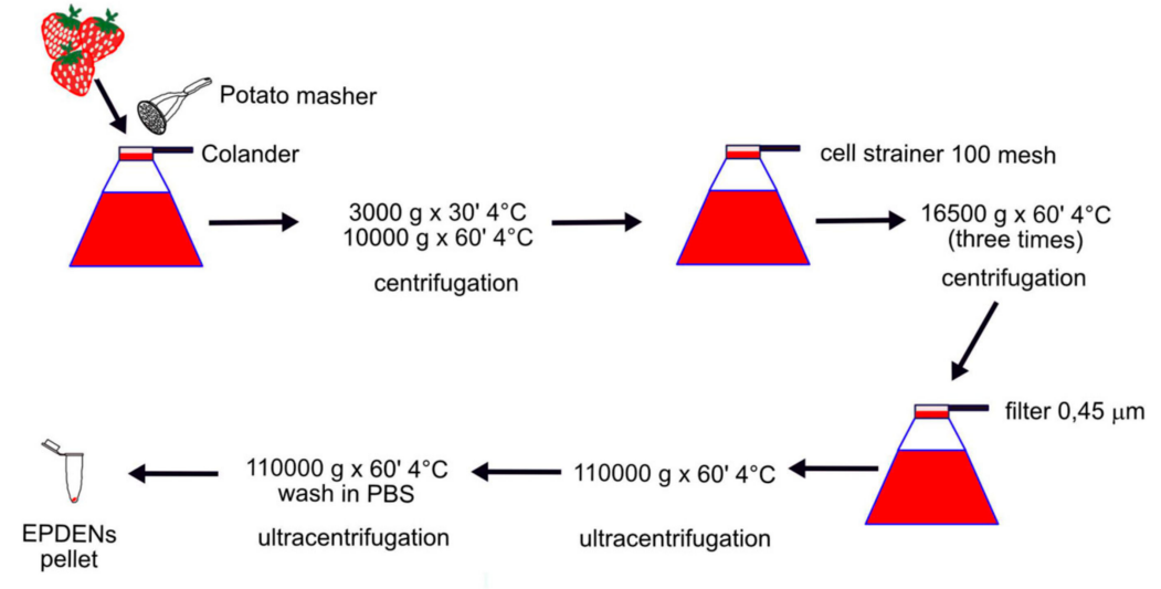 Fig.1 Process for extracting strawberry exosomes. (Perut, et al., 2021) (OA Literature)