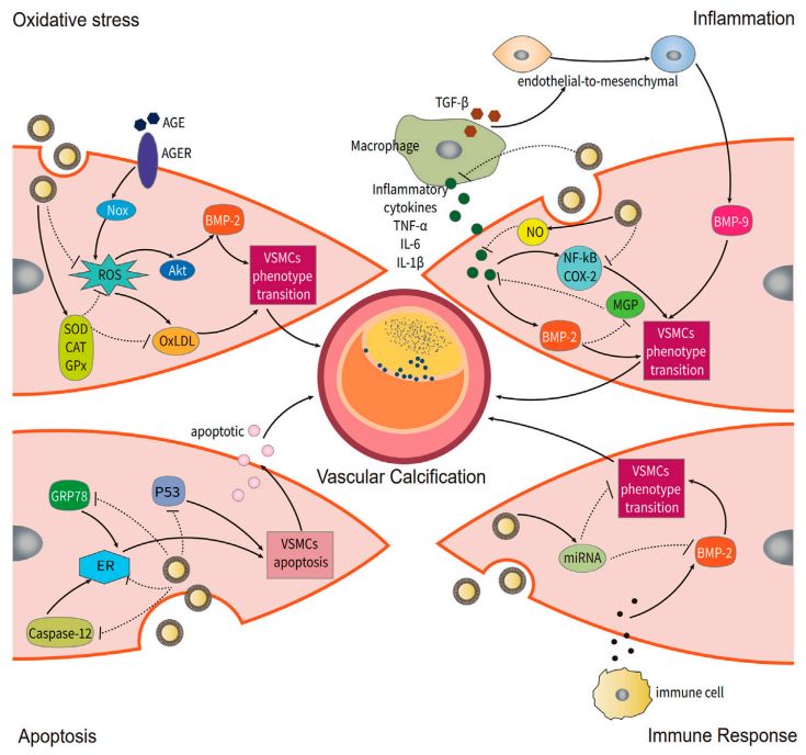 Fig.1 Grape-derived exosomes reduce vascular calcification. (Teng, et al., 2022) (OA Literature)