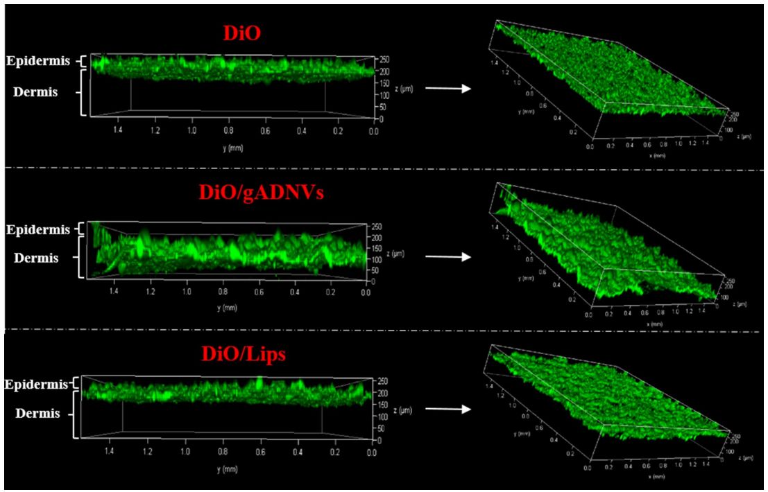 Fig.1 The penetrative situation of Aloe vera exosomes. (Zeng, et al., 2021) (OA Literature)