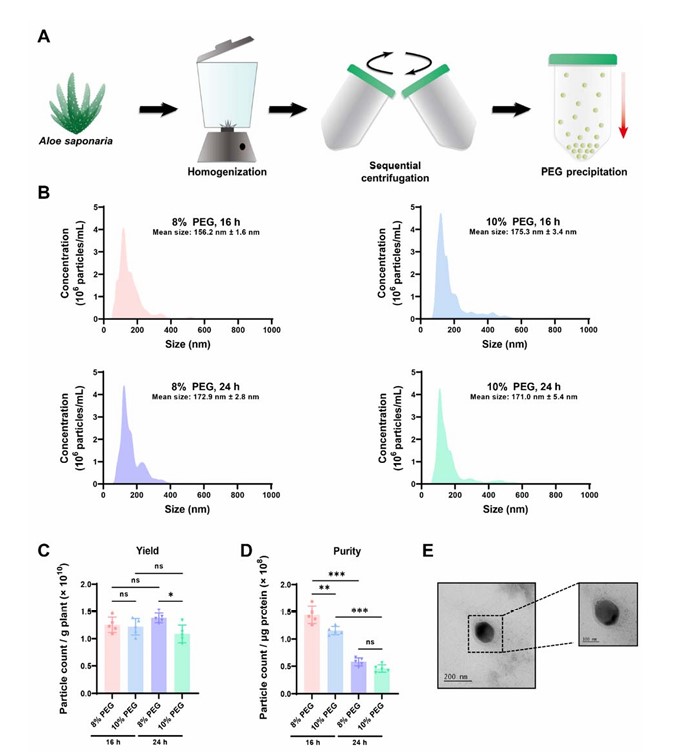 Fig.2 Aloe vera exosome isolation and characterization. (Kim & Ju, 2022) (OA Literature)