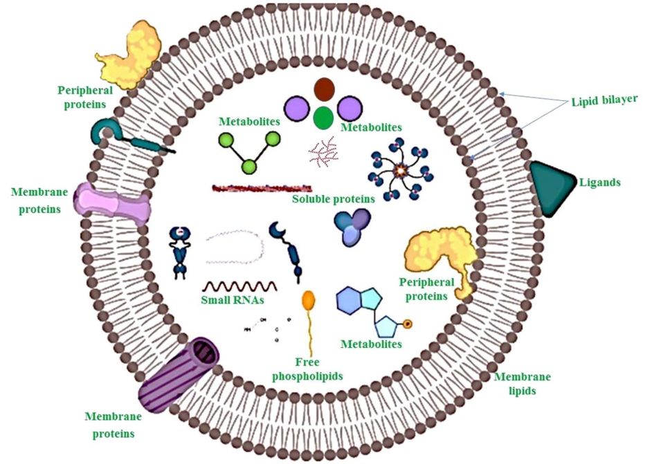 Fig.1 Plant exosome structure. (Nemati, et al., 2022) (OA Literature)