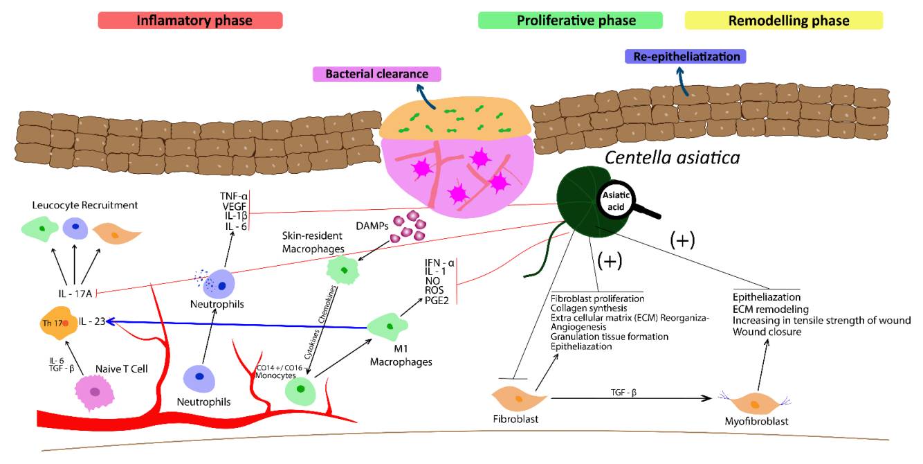 Fig.2 Centella asiatica and its components promote wound healing. (Diniz, et al., 2023) (OA Literature)