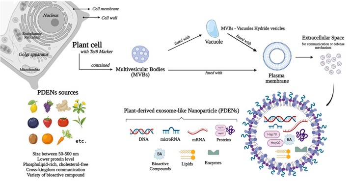 Fig.1 Summary of plant-derived exosomes. (Sarasati, et al., 2023) (OA Literature)