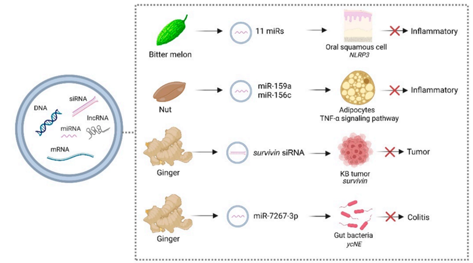 Fig.2 Plant-derived exosome applications. (Chen & Qiang, 2023) (OA Literature)