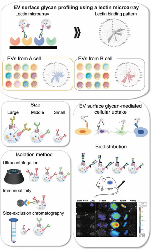 The role of EV surface glycans in EV heterogeneity and cell–EV interactions. 