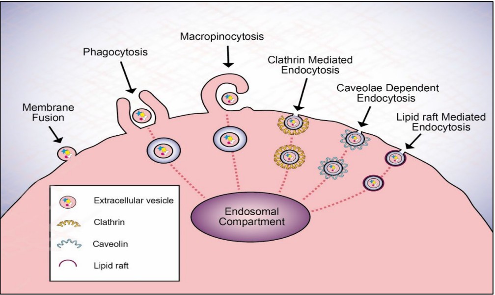 Extracellular vesicle (EV) internalization pathways into recipient cells.