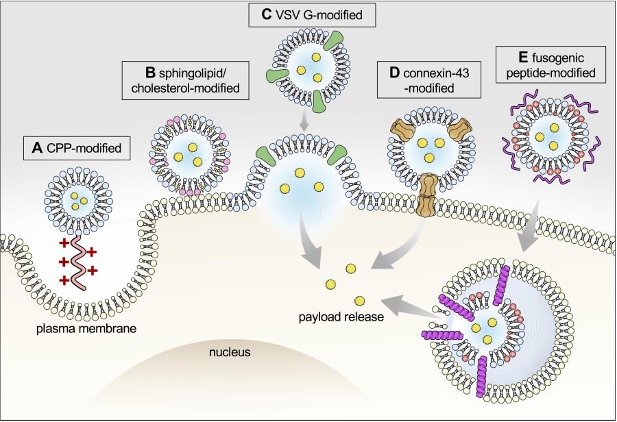 Approaches to enhance intracellular payload delivery.