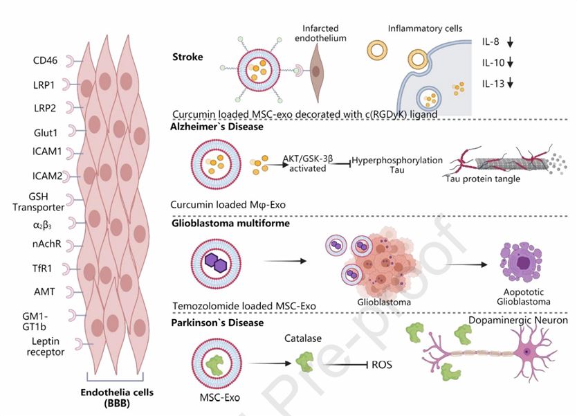 Selected examples of exosome role as therapeutic vehicles, highlighting BBB traversal and major defined transportation receptors.