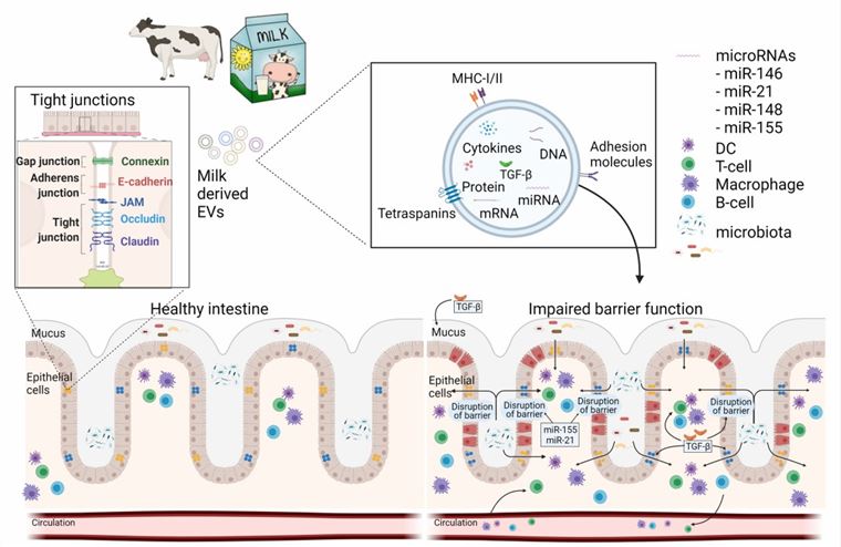 Schematic overview of how milk EVs can modulate intestinal barrier function and immunity. 