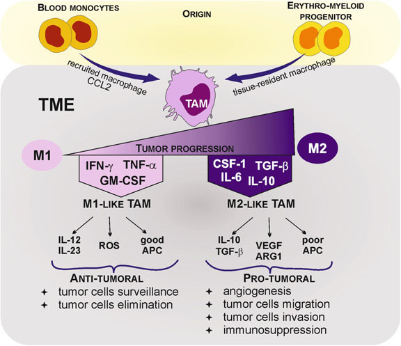 Tumor-associated macrophages (TAMs)—origin and functions