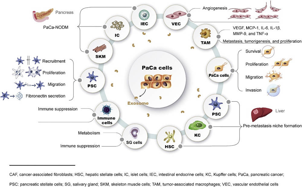 PaCa-derived exosomes reach and exert different biological effects on PaCa-related cells in tumor microenvironment.