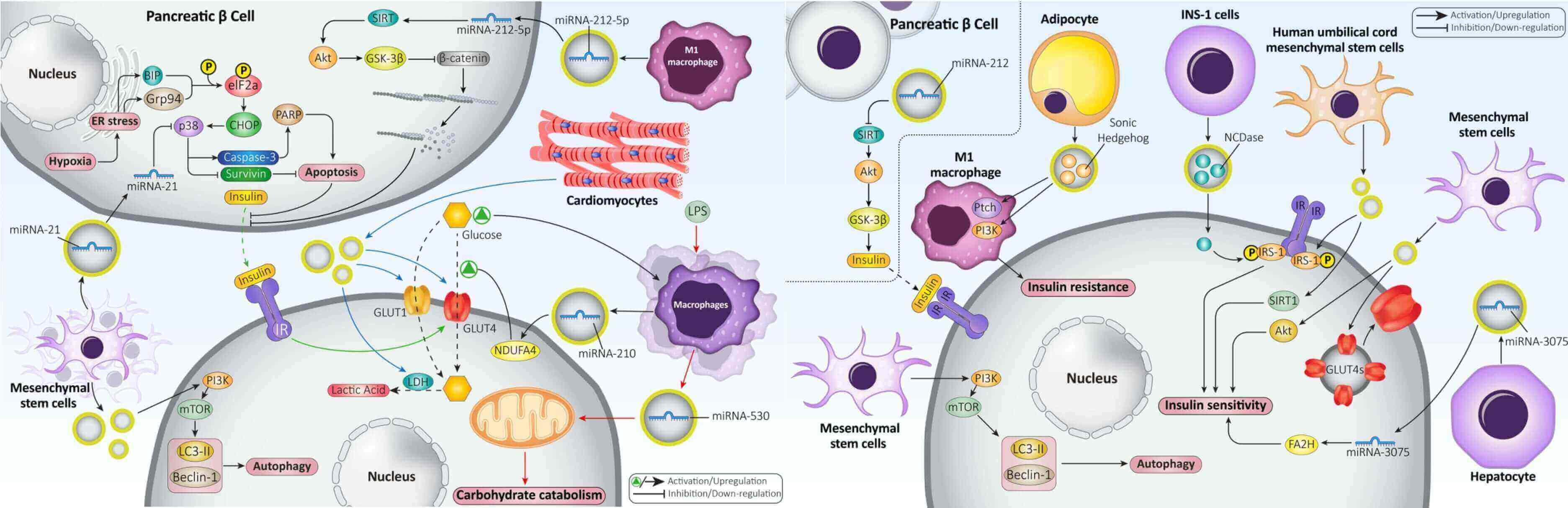 Therapeutic mechanisms of exosomes in diabetes.