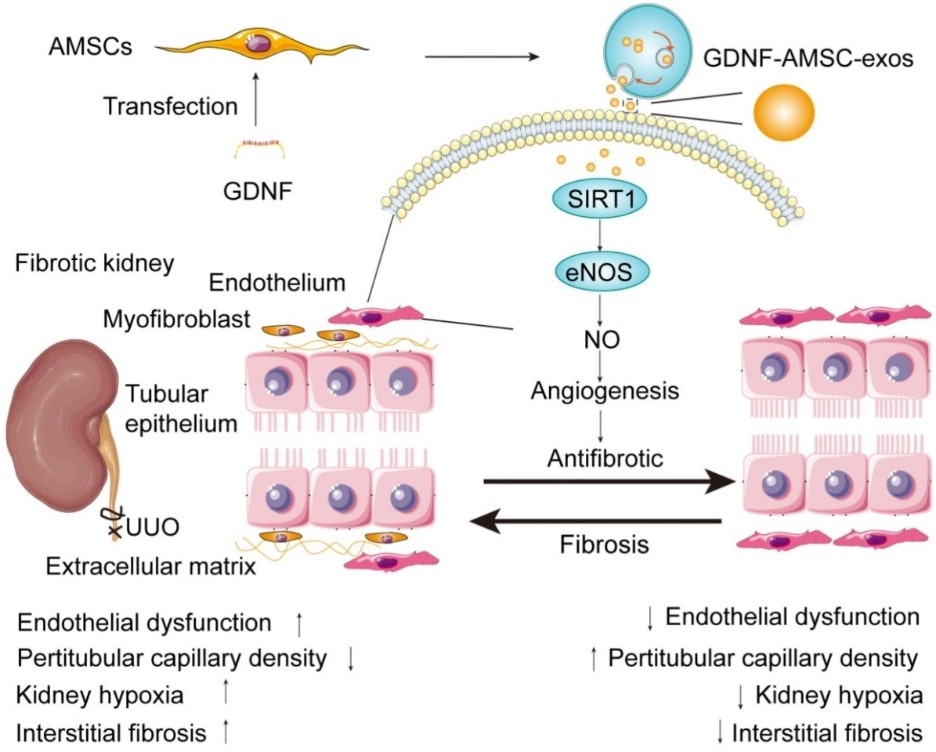 The Proposed mechanism by which GDNF-AMSC-exos ameliorate damage to UUO-treated kidneys by activating the SIRT1/eNOS signaling pathway.