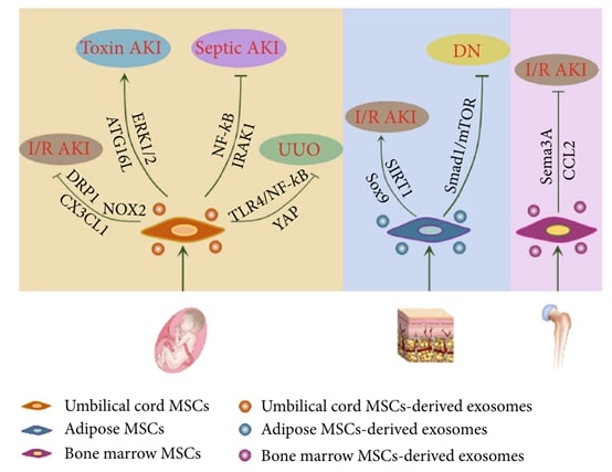 Mechanisms of MSC-exosomes in renal regeneration.