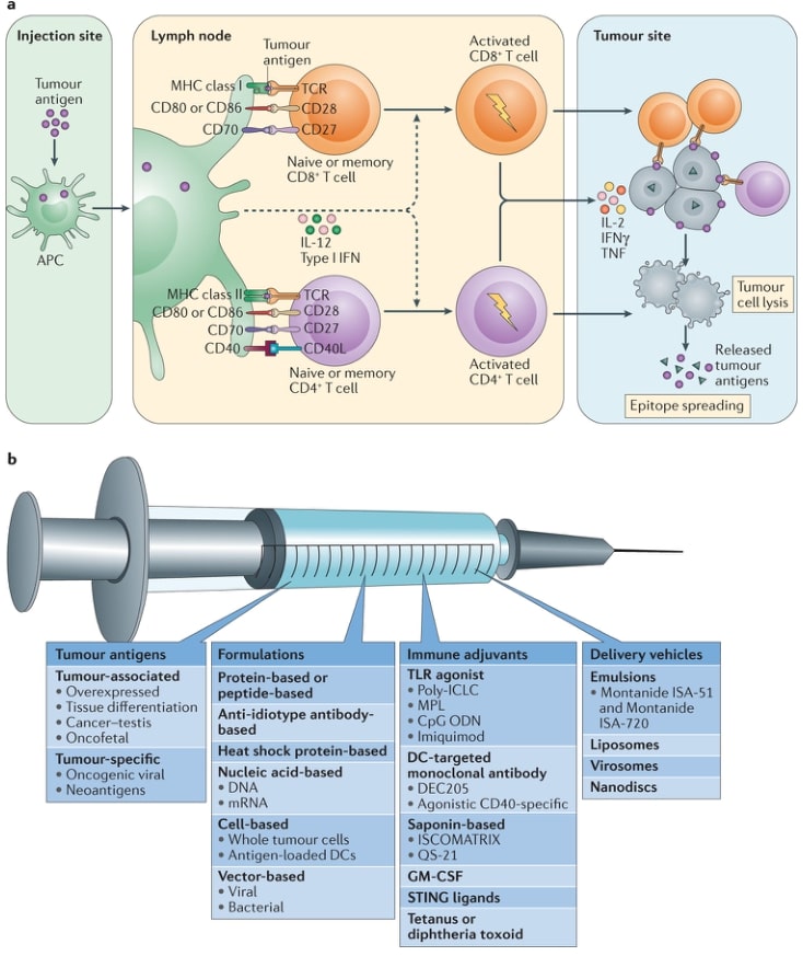 Mechanisms and components of an effective cancer vaccine.