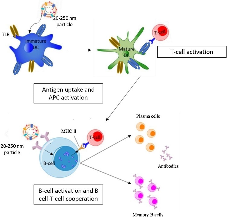 Key factors proposed to contribute to OMV-induced immune response.