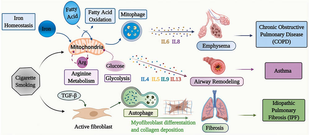 Metabolic reprogramming: A driver of cigarette smoke-induced inflammatory lung diseases.