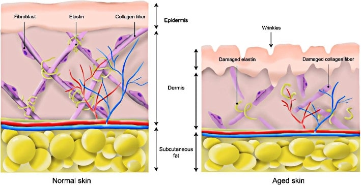 The structures of the skin before and after aging.