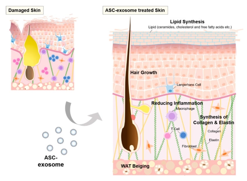 Effects of ASCs-derived exosomes on skin.