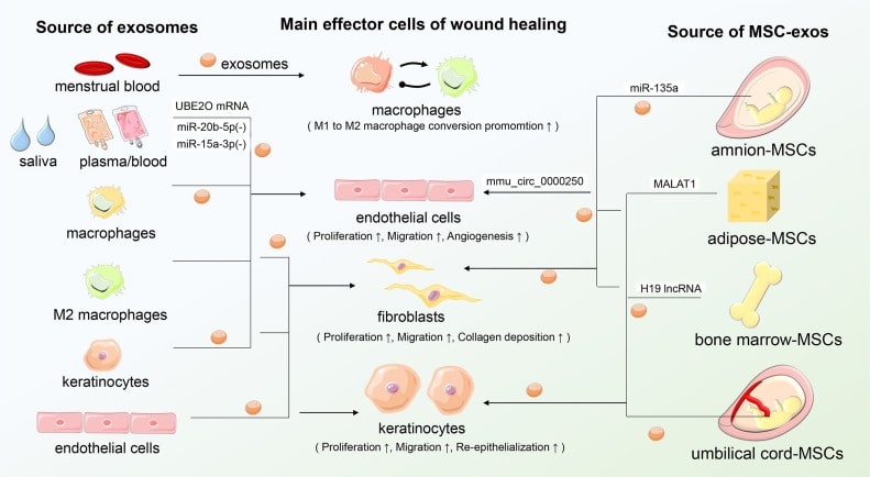 Characterization of exosomes derived from multiple sources.
