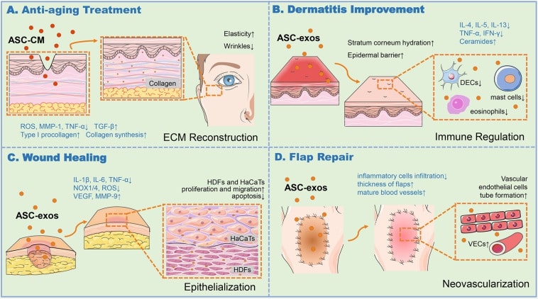 ASCs-EXO function in various skin associated applications.