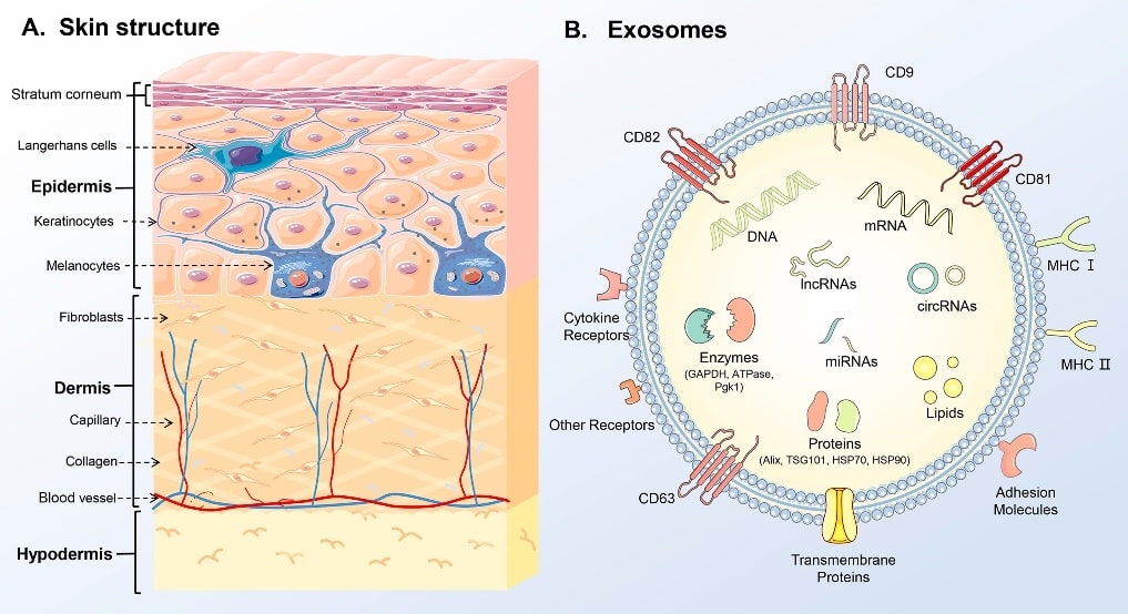 Diagrammatic representation of the skin structure and the molecular composition of exosomes.