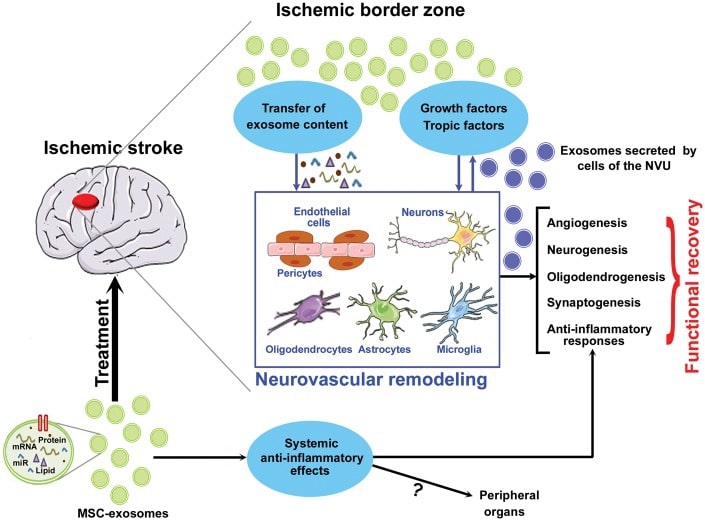 Summary of MSC-exosome-derived therapeutic effects after stroke.