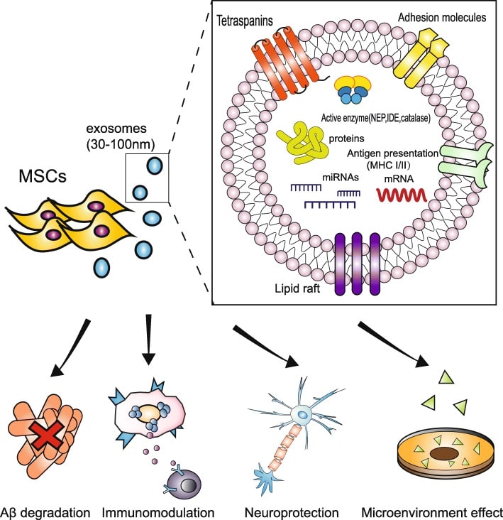 The cargo and therapeutic role of mesenchymal stem cell-derived exosome in AD.