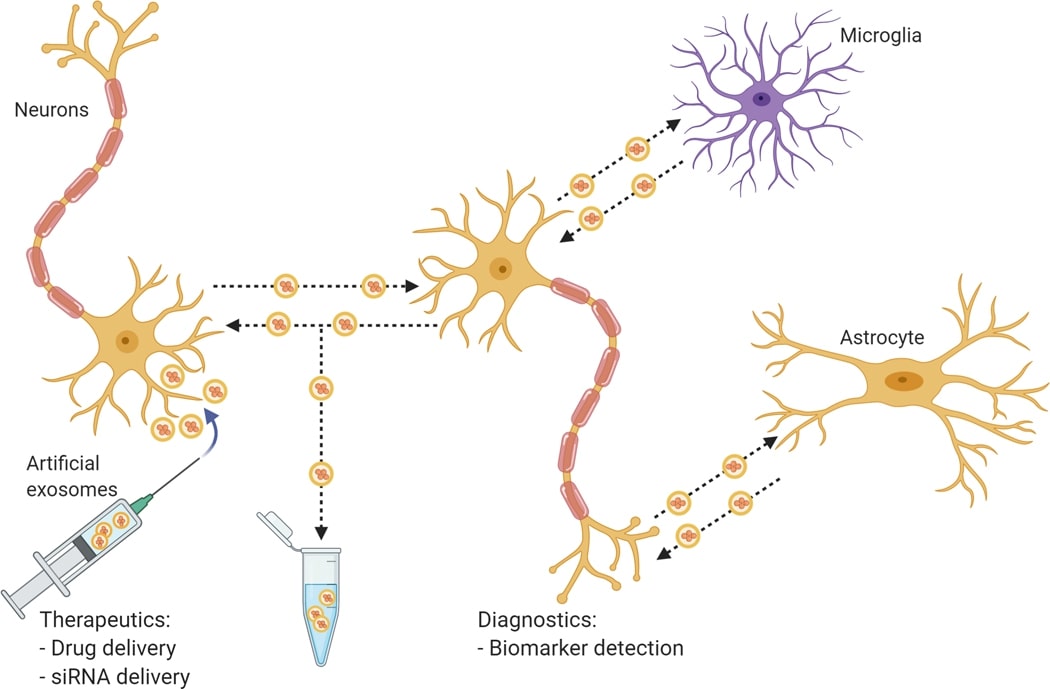 Potential roles of exosomes in neuropathology and clinical applications.