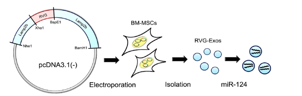The schematic diagram of plasmid recombination, BM-MSCs electroporation, exosome isolation, and cargo loading.