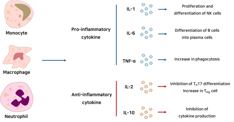 Schematic summary of immunoregulatory cells and cytokines.