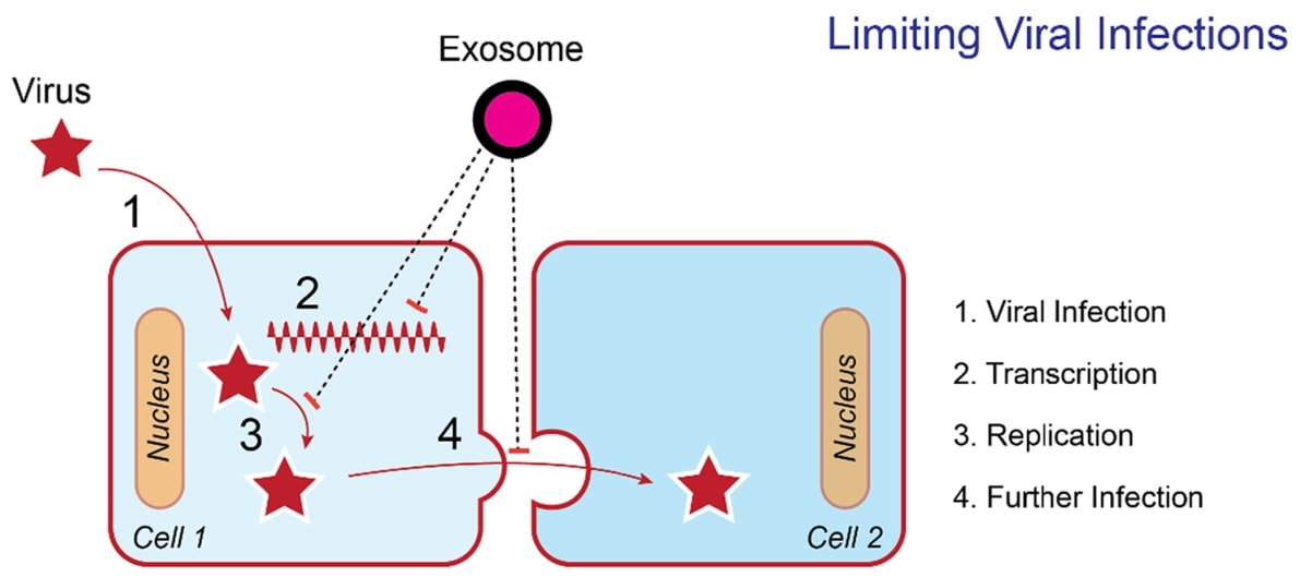 Dual role of exosomes in limiting the viral infections.