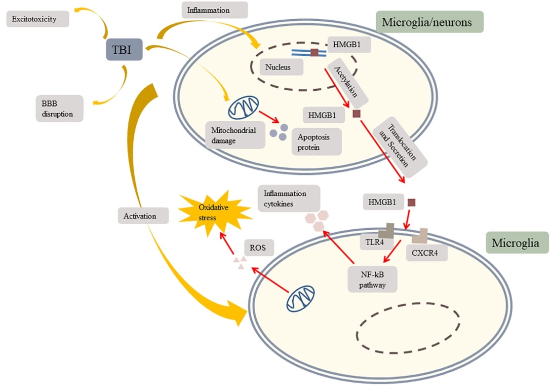 TBI induces inflammation, mitochondrial damage, microglial activation, excitotoxicity, and BBB disruption.