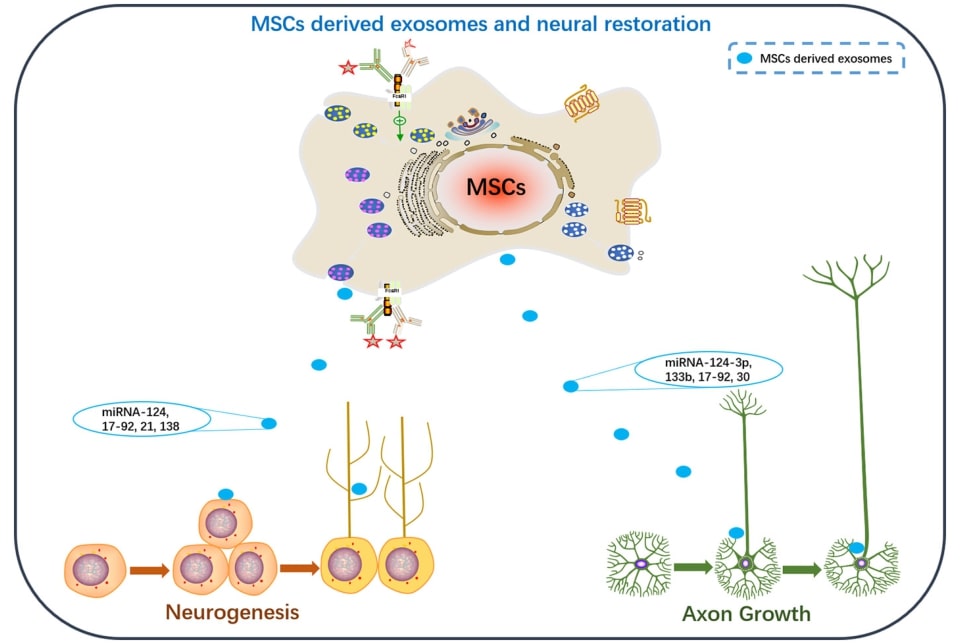 MSCs derived exosomal miRNAs have great potential in neurorestorative therapy.