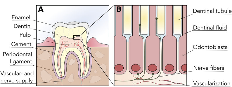 Fig.1 Tooth structure. (Schuh, et al., 2019) (OA Literature)