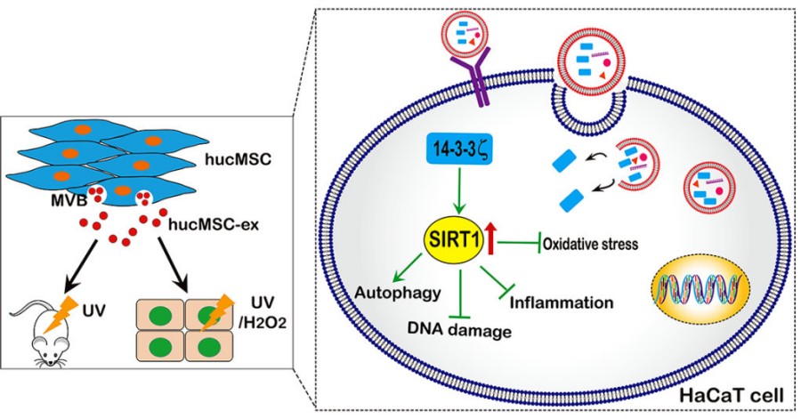 Fig.2 Role of 14-3-3ζ in hucMSC-derived exosomes. (Wu, et al., 2021) (OA Literature)