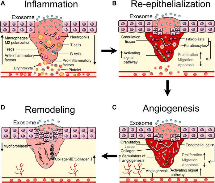 Fig.1 Stem cell-derived exosomes have potential for wound healing. (Lv, et al., 2022) (OA Literature)