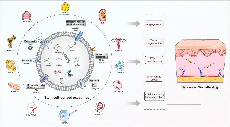 Fig.1 Stem cell-derived exosomes may treat wound healing. (Zhou, et al., 2023) (OA Literature)