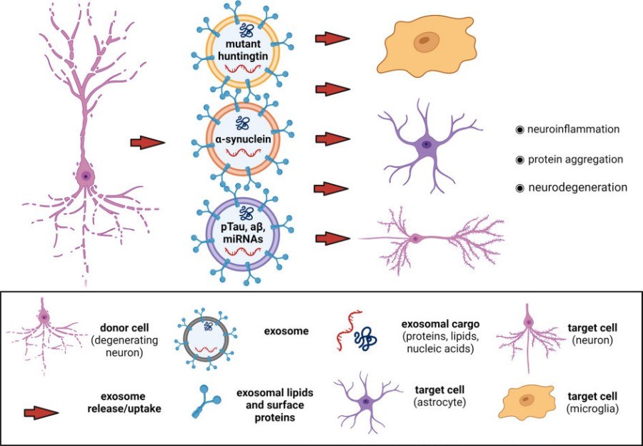 Fig.1 The role of brain-derived exosomes in the development of neurodegenerative diseases. (Natale, et al., 2022) (OA Literature)