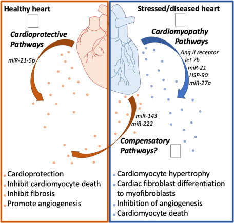 Fig.2 Heart health and exosomes. (Patil, et al., 2019) (OA Literature)