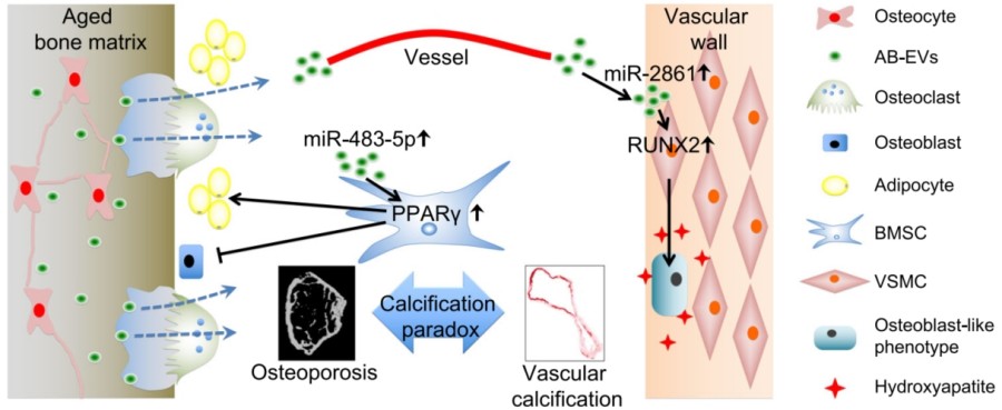 Fig.2 AB-EVs promote BMSC adipogenesis and VSMC calcification. (Wang, et al., 2022) (OA Literature)